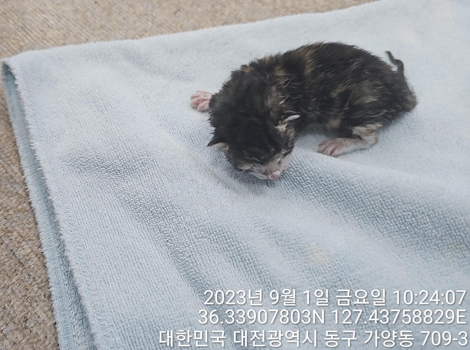 대전동물보호센터_430364202300302
