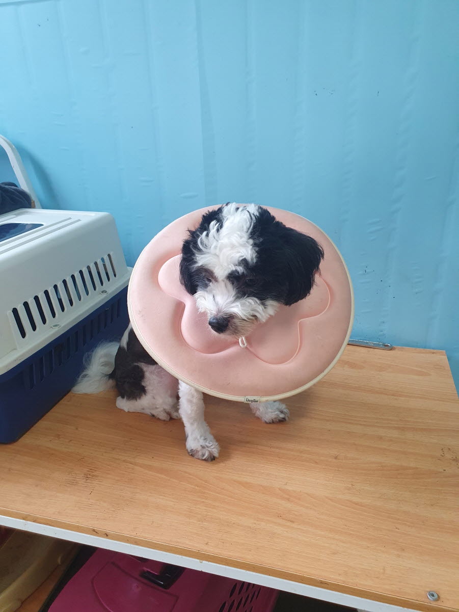 속초시유기동물보호소_442423202300334