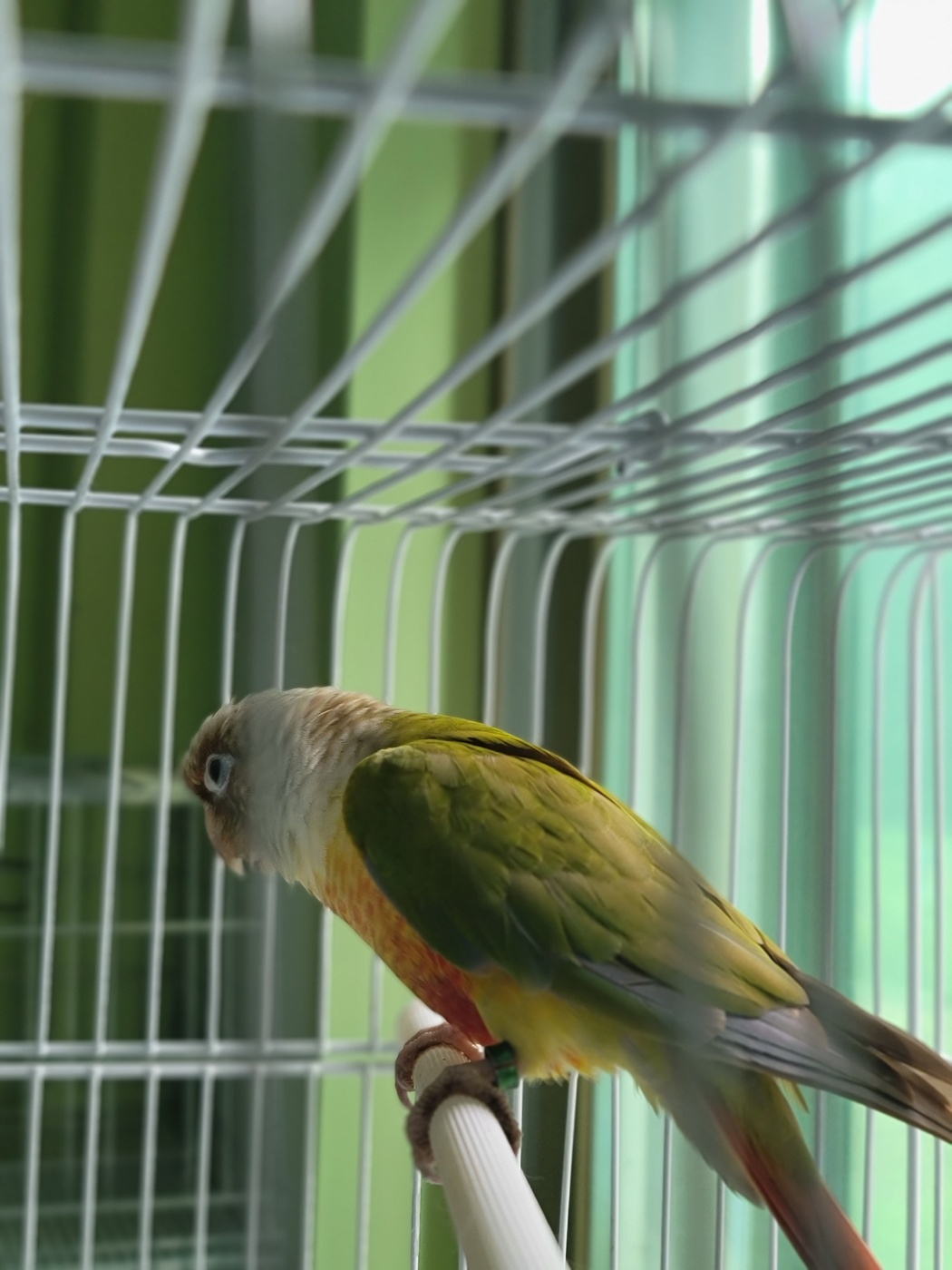 보호중 코뉴어 앵무…