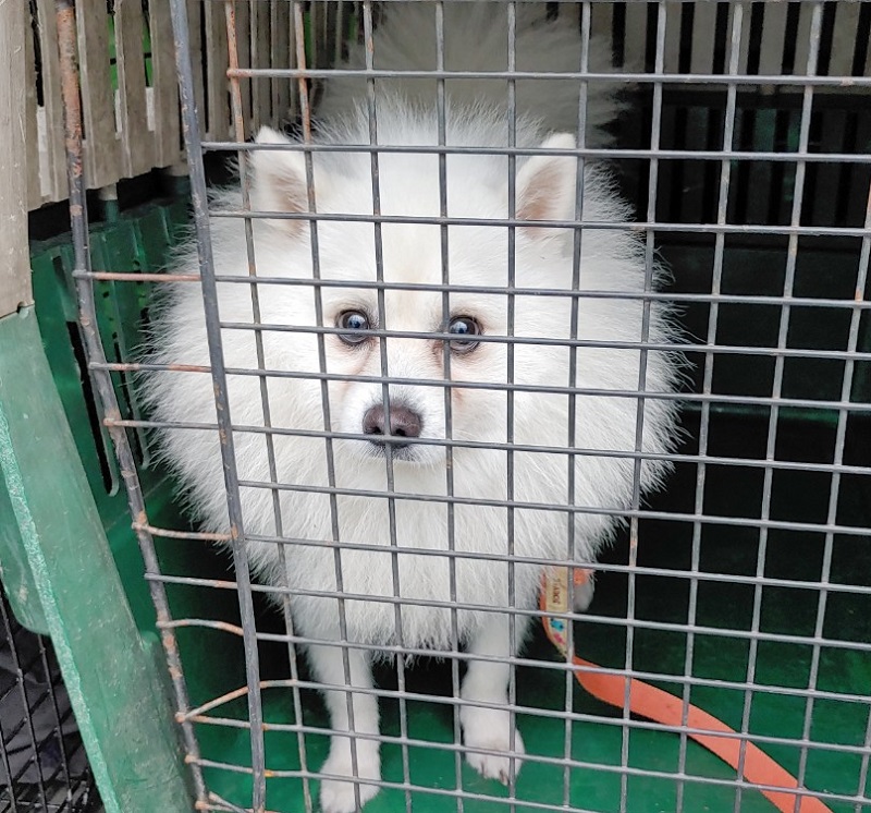 마산유기동물보호소_448528202301017