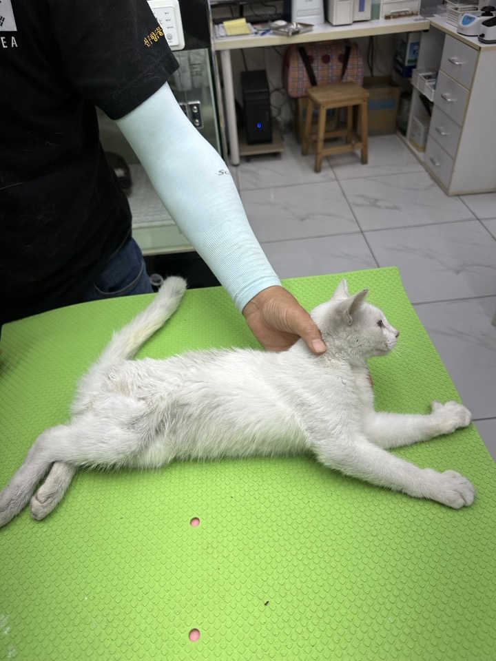 신공항동물병원_428349202300756