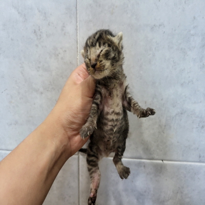 누리동물병원_426338202300345
