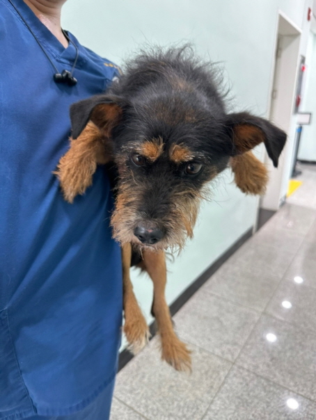 춘천시 동물보호센터_442418202300686
