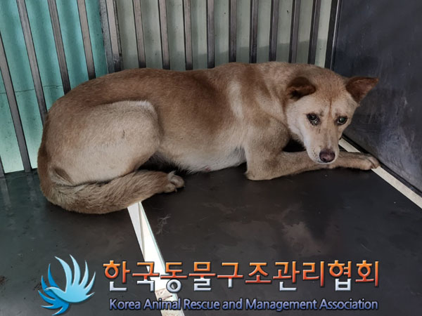 한국동물구조관리협회_441409202301389