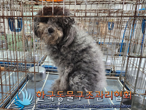 한국동물구조관리협회_441382202300560
