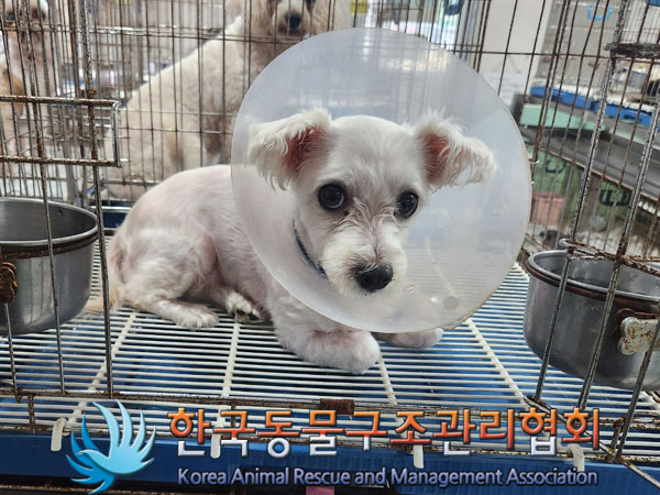 한국동물구조관리협회_411306202300555