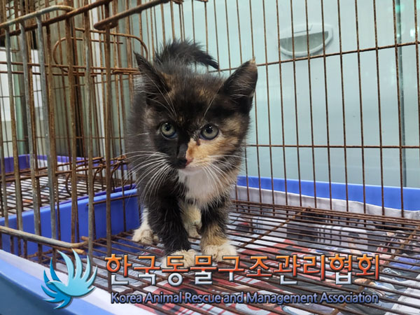 보호중 한국 고양이…