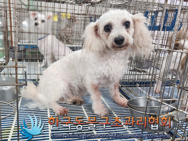 한국동물구조관리협회_411315202300518