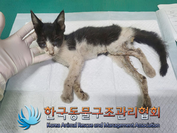 한국동물구조관리협회_411318202300335