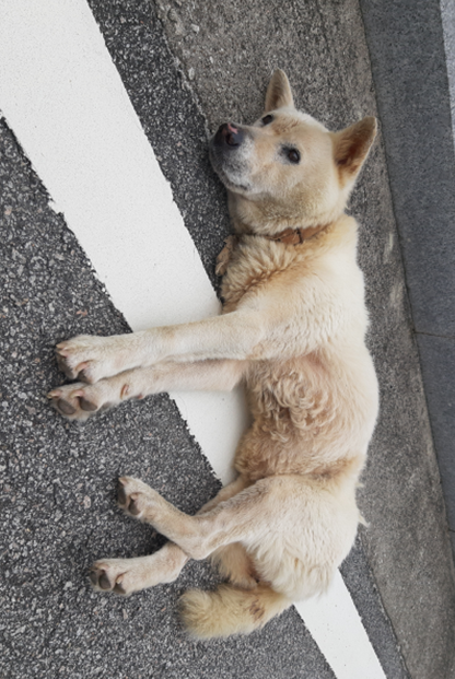 종료(반환) 믹스견…