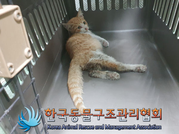 한국동물구조관리협회_441560202301029