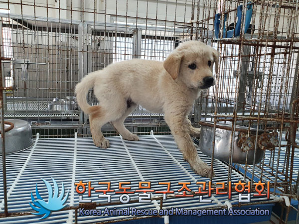 한국동물구조관리협회_441560202301026