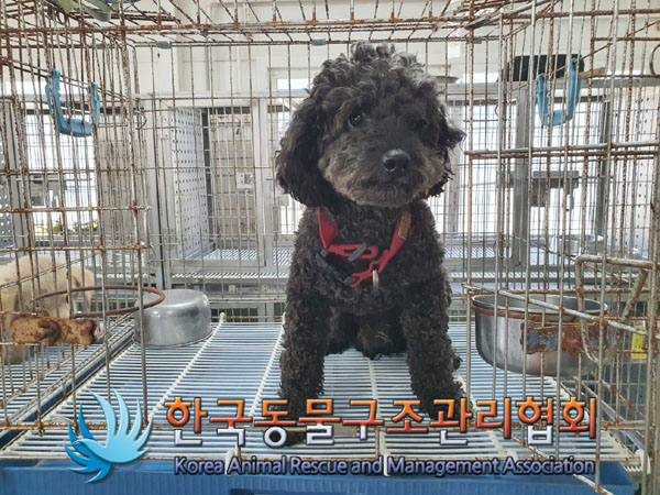한국동물구조관리협회_441560202301025