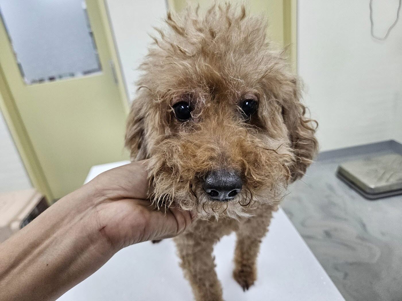 보호중 푸들의 가족…