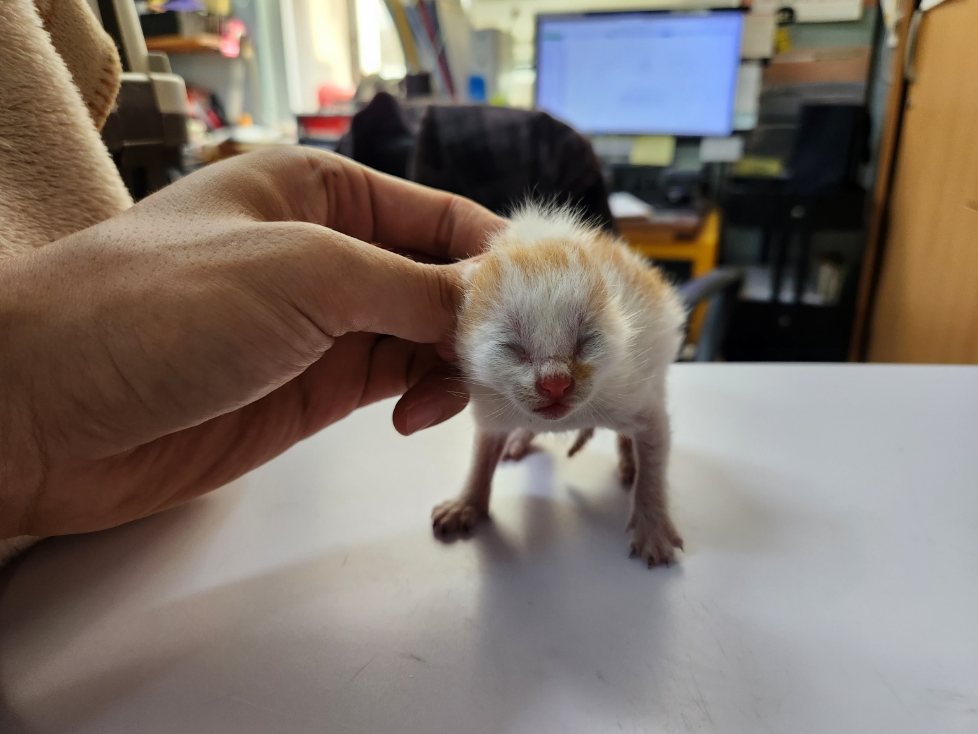 종료(자연사) 한국…