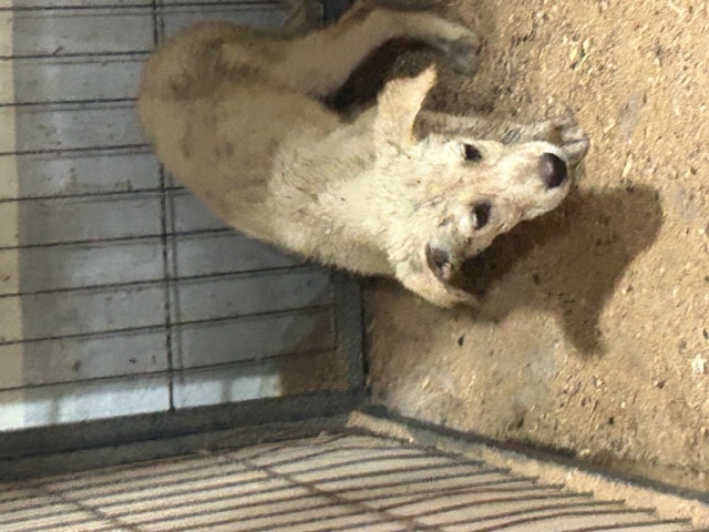 장수군 보호소_445475202300089