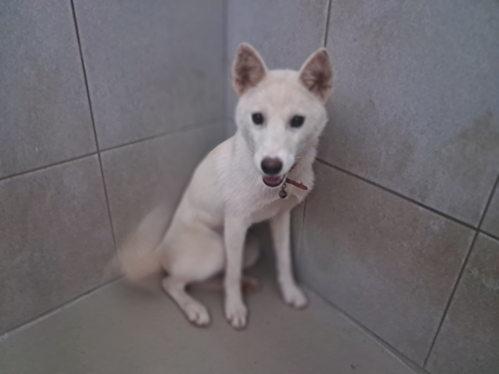 영양군유기동물보호소_447517202300066