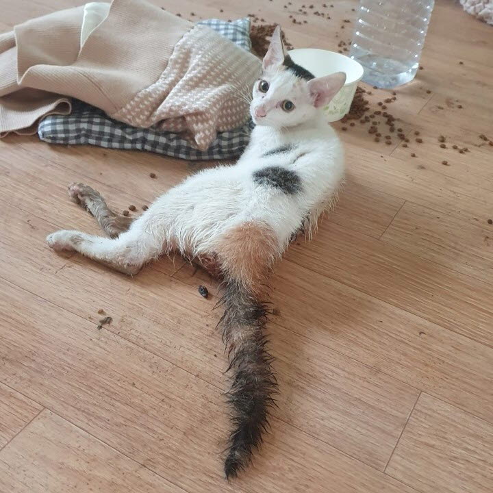 아산동물복지지원센터_444452202301689