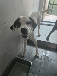 제주 동물보호센터_450650202303069