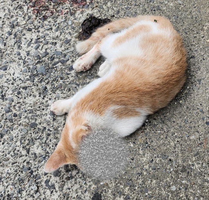 울산유기동물보호센터_431369202300620