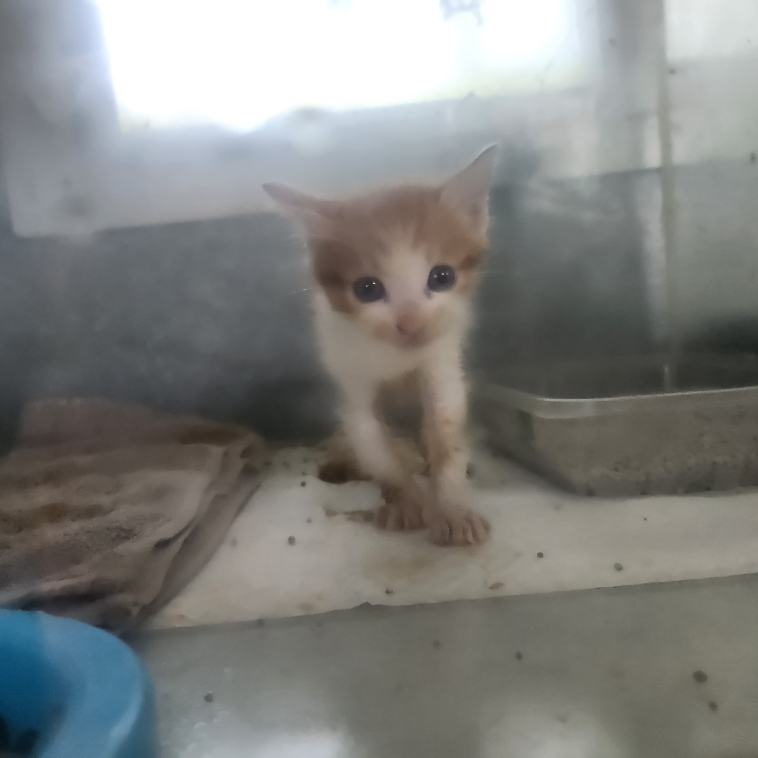 울산유기동물보호센터_431372202300460