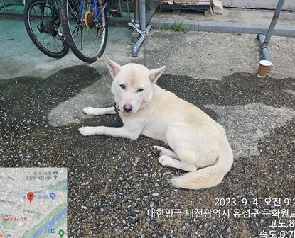 종료(반환) 진도견…