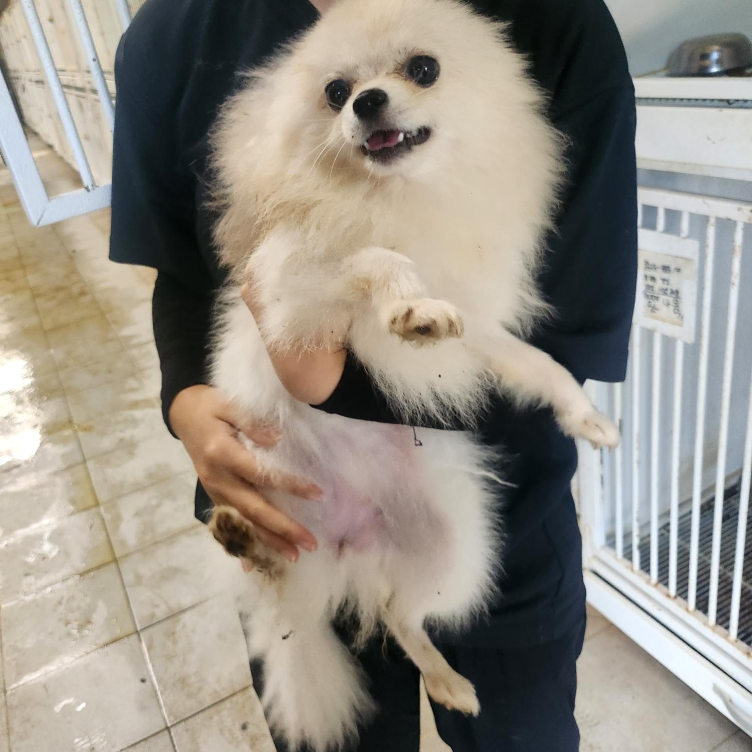 종료(입양) 포메라…