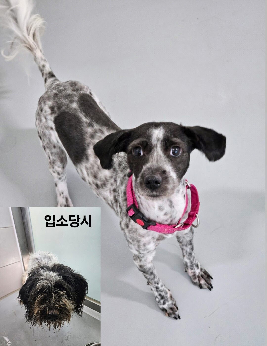 아산동물복지지원센터_444452202301623