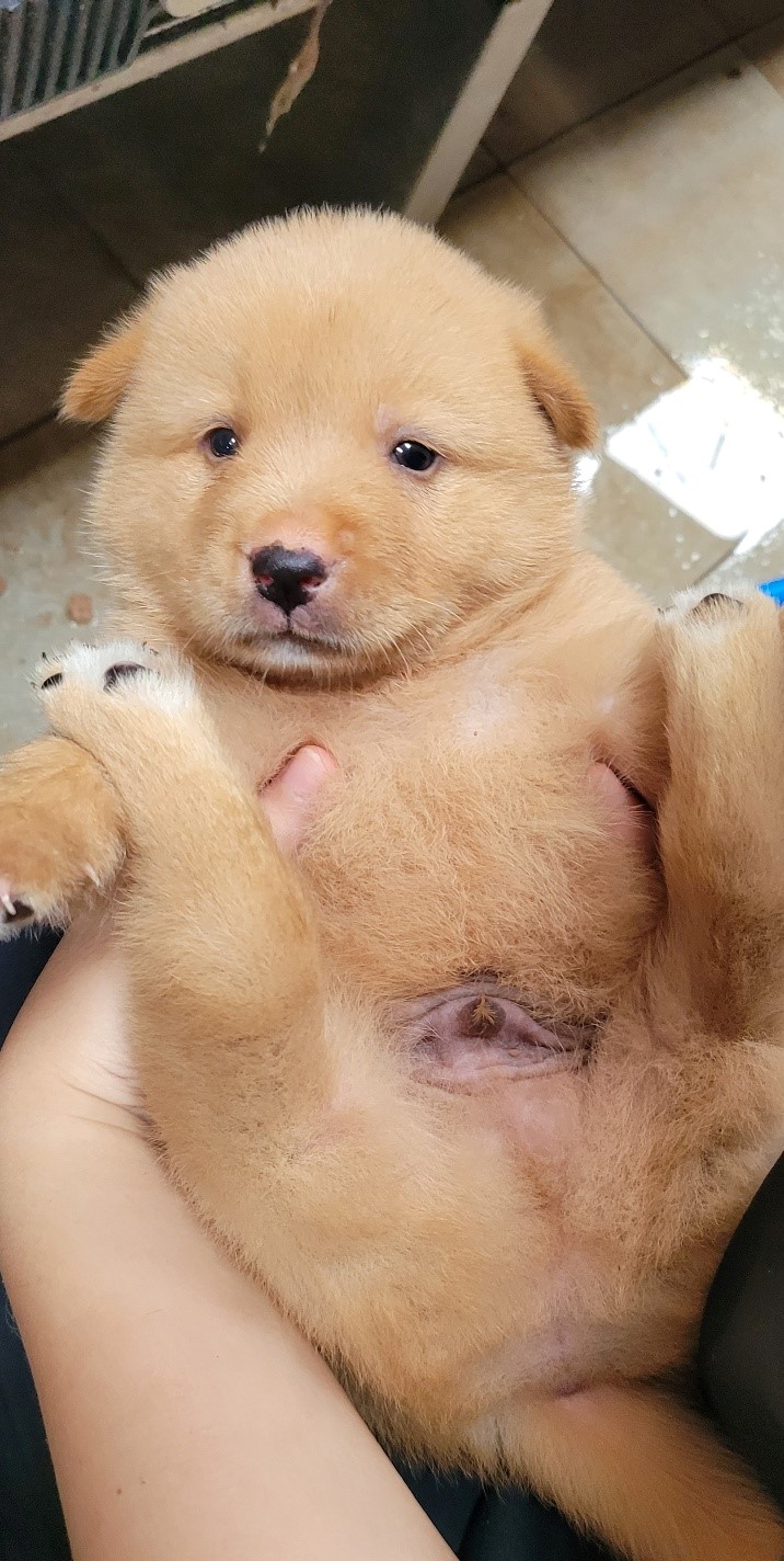 울산유기동물보호센터_431373202300973