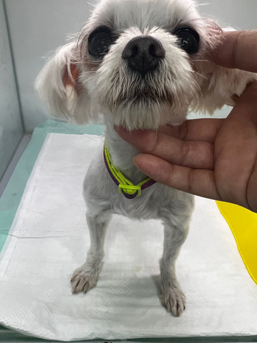 24시아이동물메디컬_441386202301052
