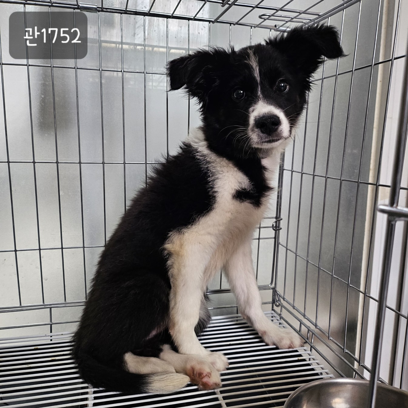 고양시동물보호센터_441394202301752
