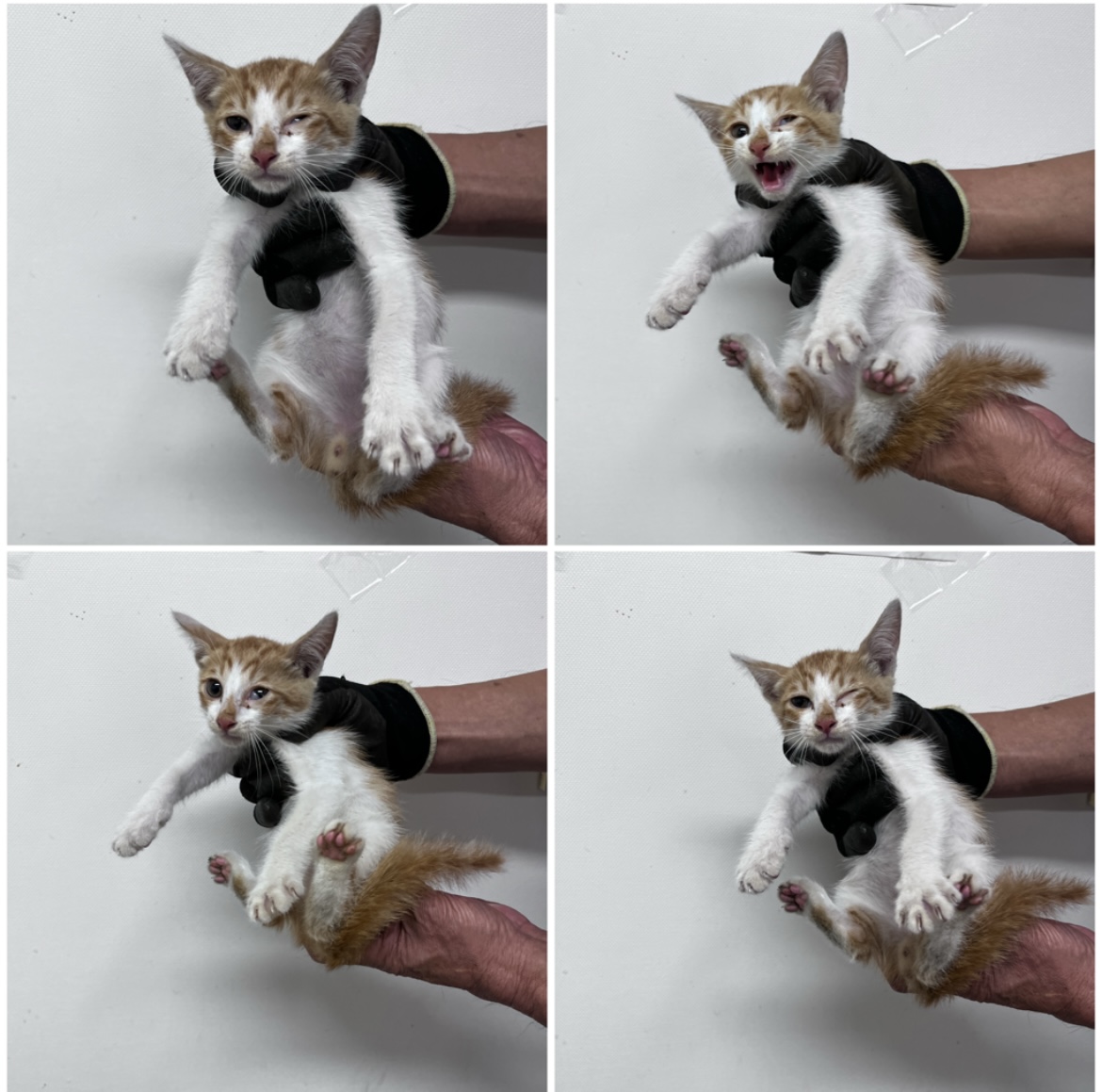 보호중 한국 고양이…