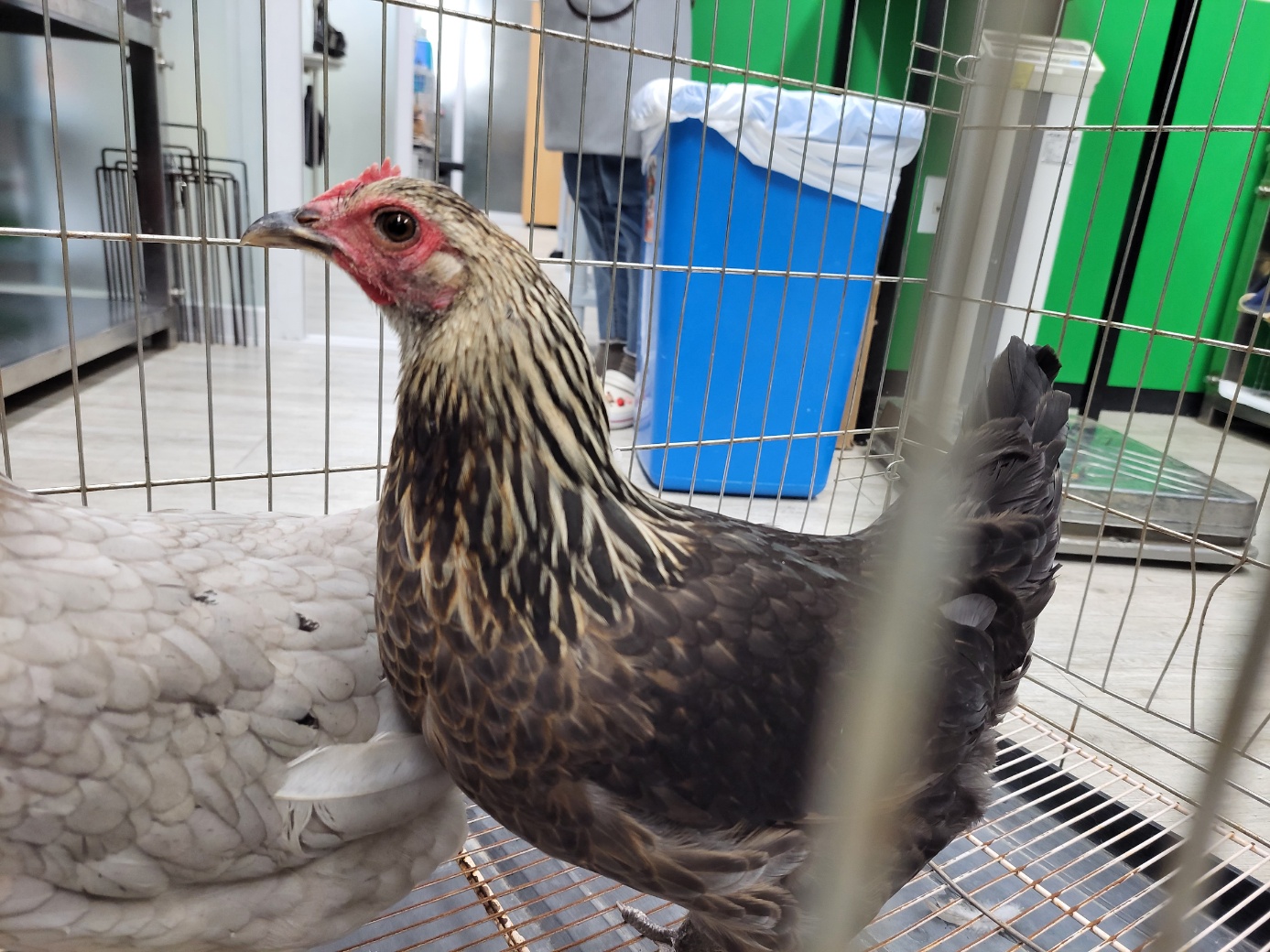 고양시동물보호센터_441394202301778