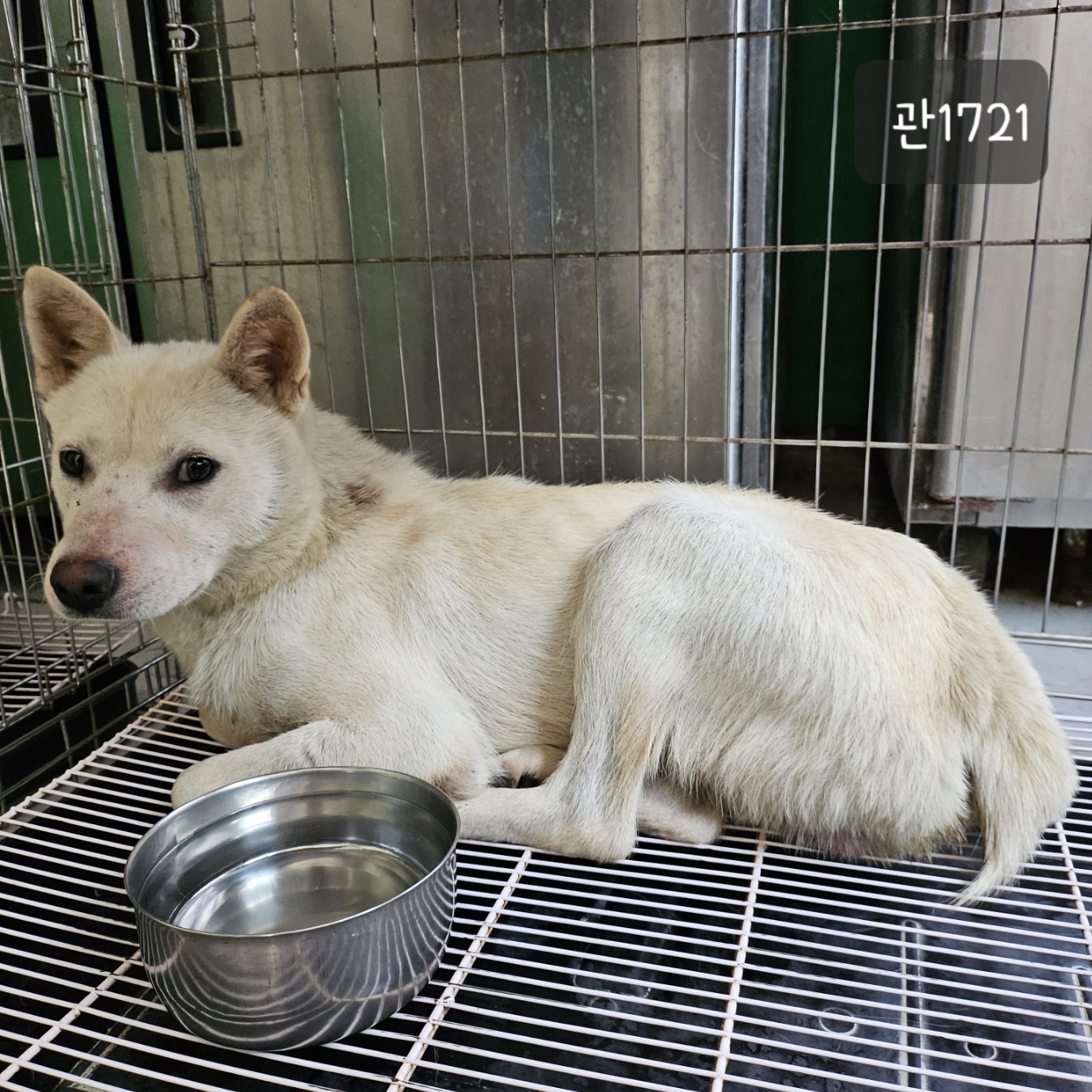고양시동물보호센터_441394202301721