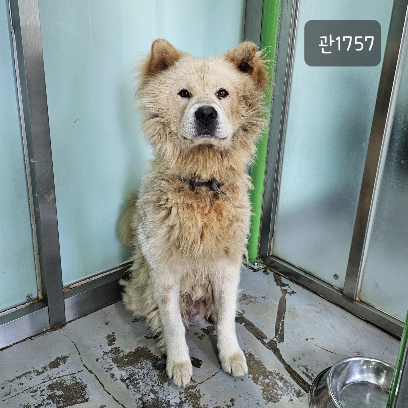 고양시동물보호센터_441394202301757