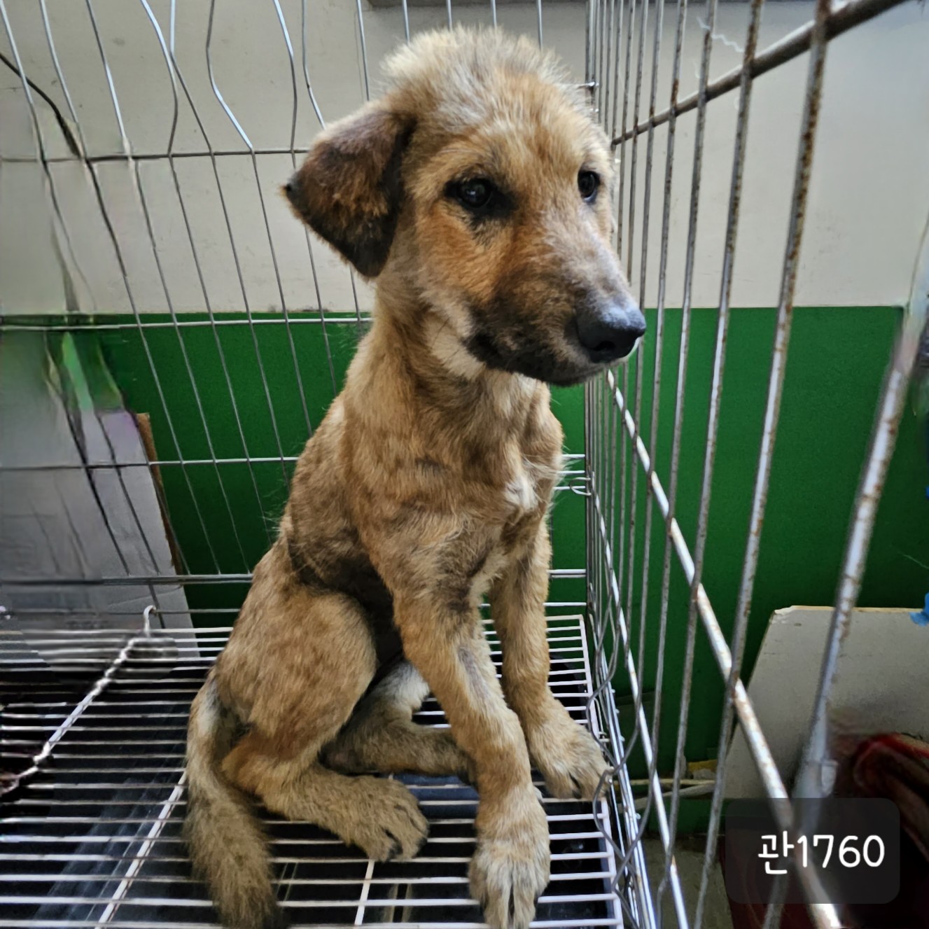고양시동물보호센터_441394202301760