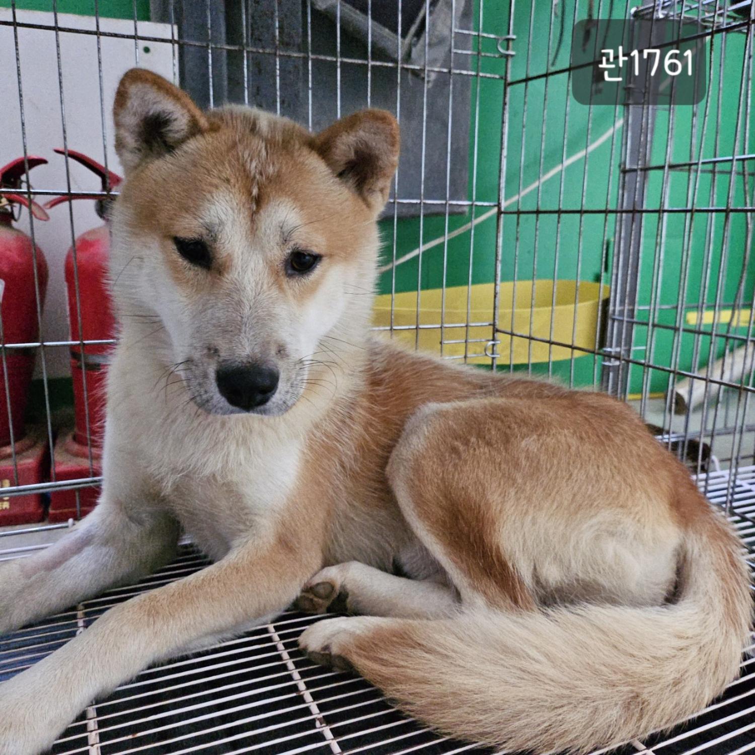 고양시동물보호센터_441394202301761