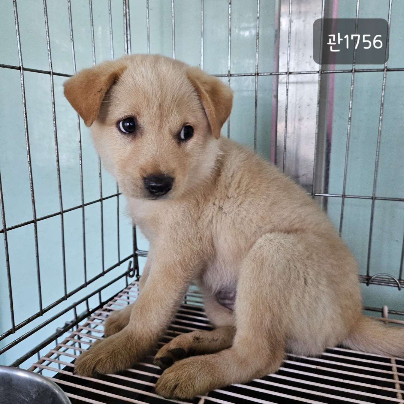 고양시동물보호센터_441394202301756