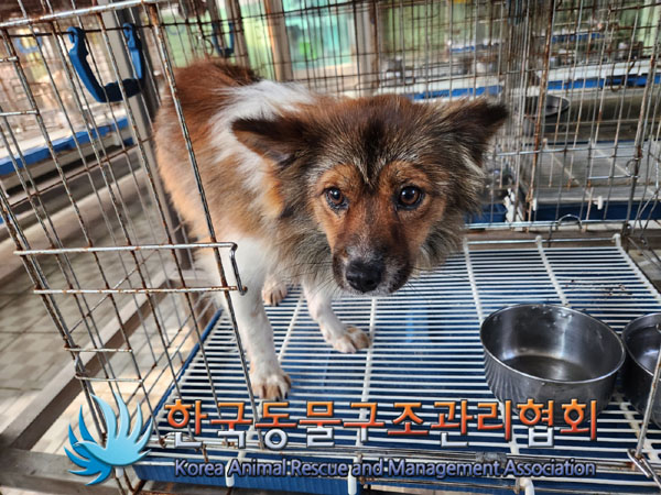한국동물구조관리협회_441406202301225