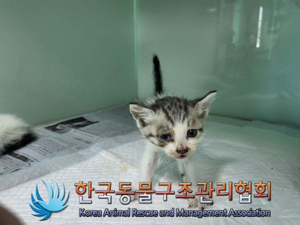 종료(입양) 한국 …