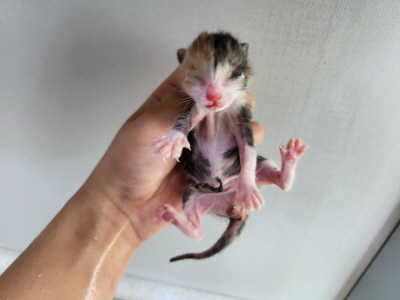 보호중 한국 고양이…