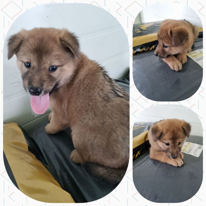 부안군 동물보호센터_445479202300758