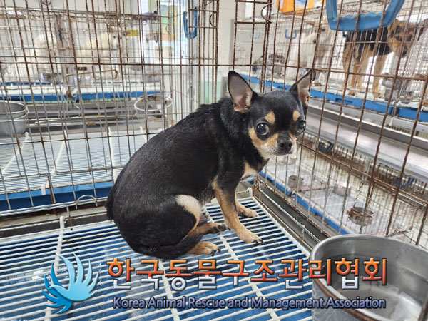 한국동물구조관리협회_411306202300556
