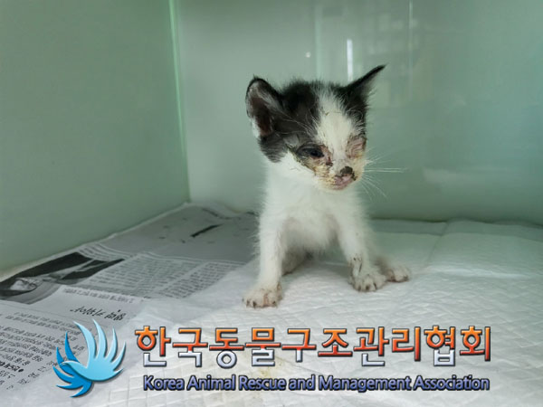 종료(자연사) 한국…