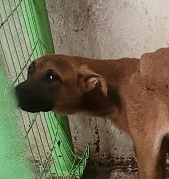 울산유기동물보호센터_431370202300820