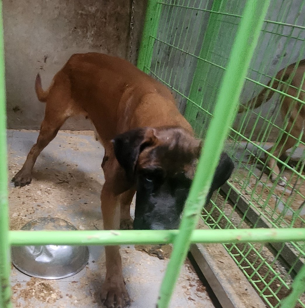 울산유기동물보호센터_431370202300816
