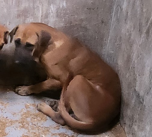종료(자연사) 도사…