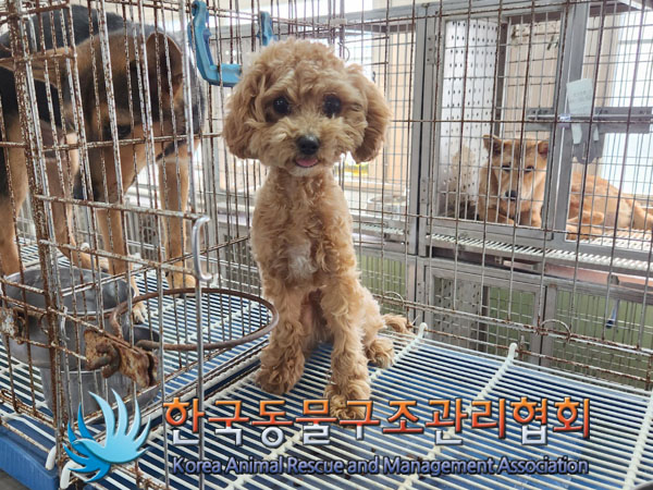 한국동물구조관리협회_441560202301030