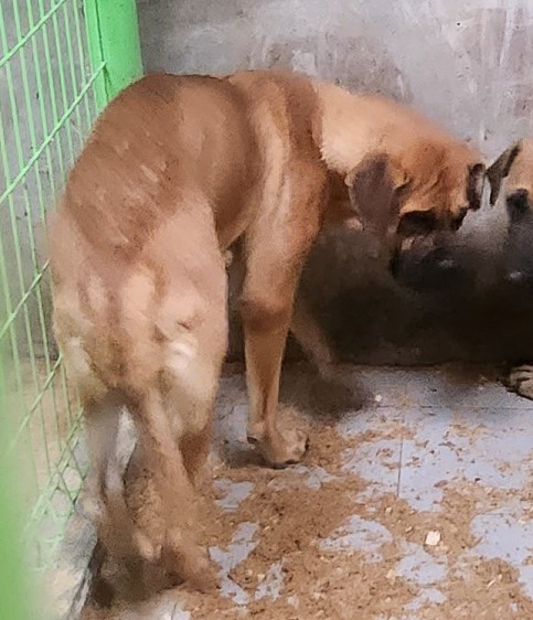 보호중 도사의 가족…