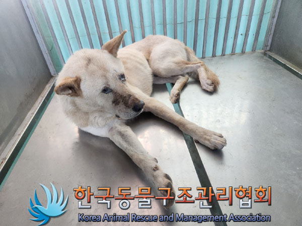 한국동물구조관리협회_441406202301224